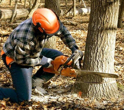 Tree Removal in Alma, MI